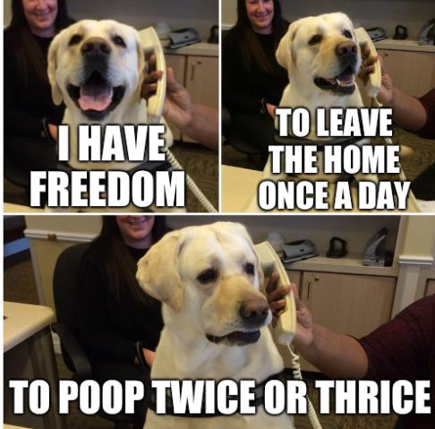 Dog-freedom.jpg
