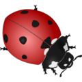 Animals-ladybug.png