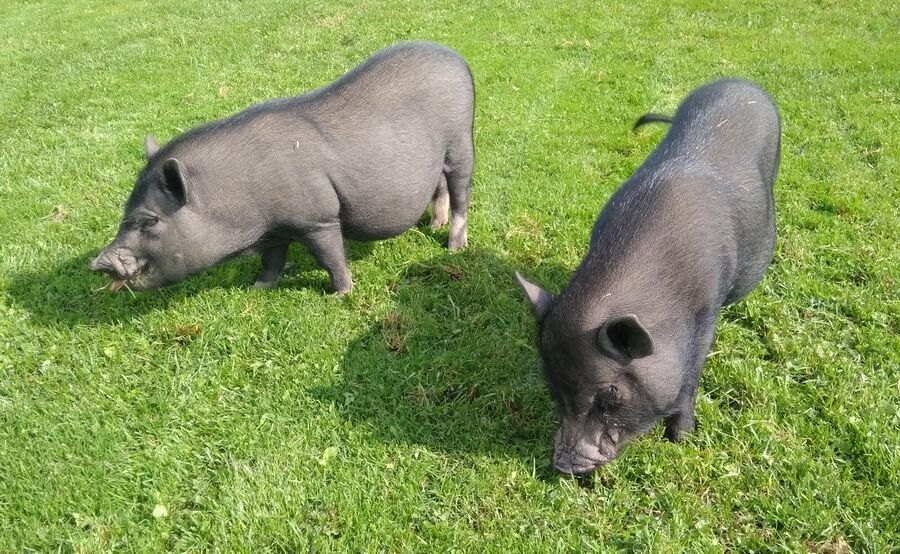 Pigs IMG 20190910 133148.jpg