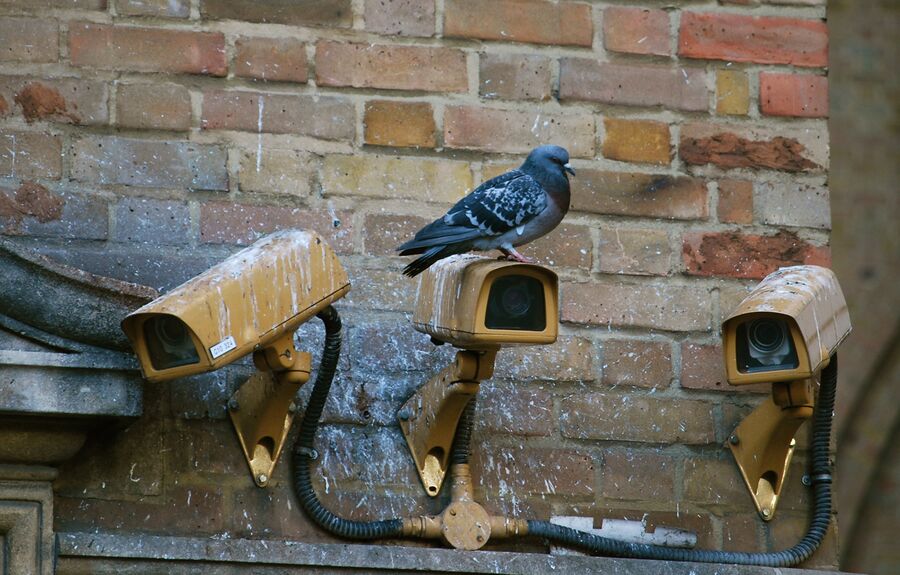 Surveillance cameras with a pidgin on top.jpg